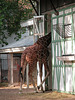A visit to Artis (Amsterdam zoo): giraffe