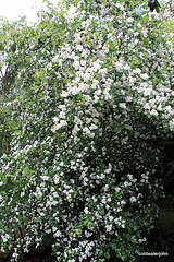 Hawthorn hedge in bloom