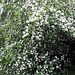 Hawthorn hedge in bloom