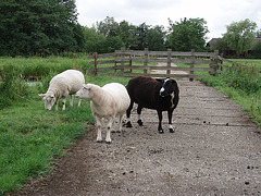 the three sheep