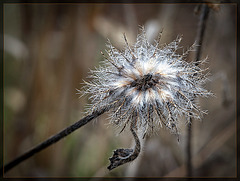 Bird's Nest? No! Weed Nest! :D