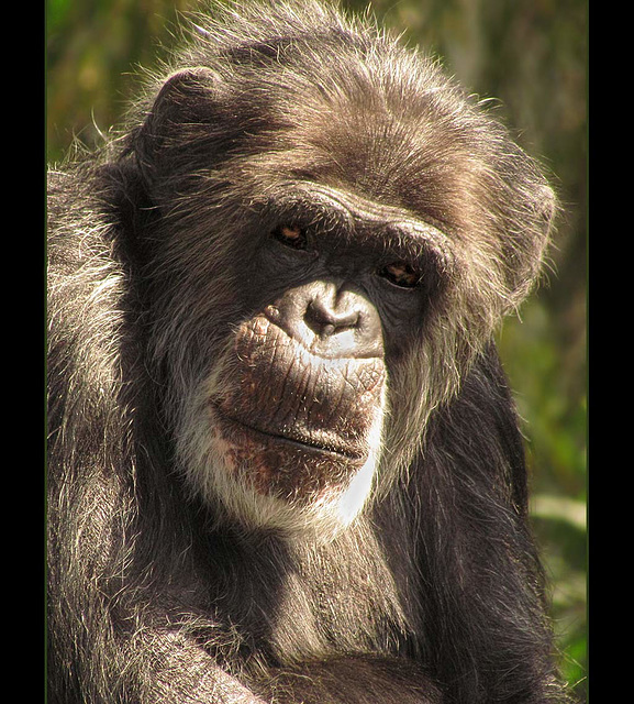 San Francisco Zoo: Wise Old Man