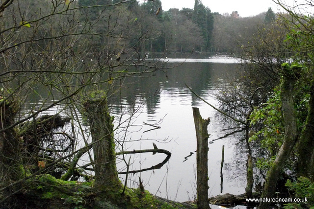 Coppice Pond