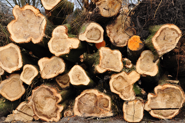 More fallen trees