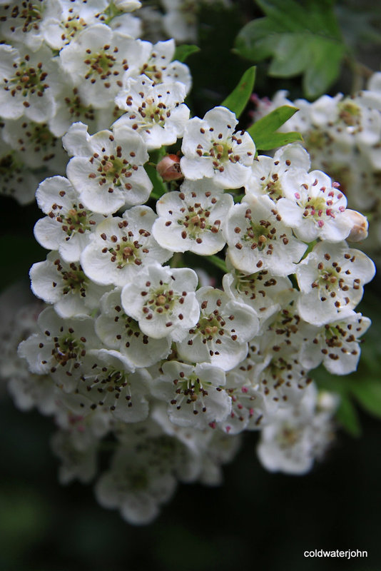 Hawthorn in bloom