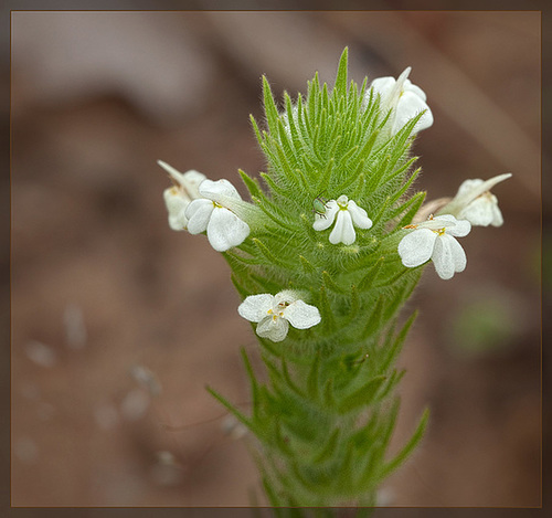 White Hairy Owl's Clover: The 123rd Flower of Spring & Summer!