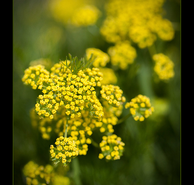 Lovely Desert Parsley