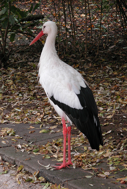 A visit to Artis (Amsterdam zoo): sympathiek dier (sympathetic animal)