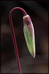 Henderson's Fawn Lily: The 12th Flower of Spring!