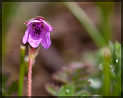 Beautiful Face of the Tiny Redstem Storksbill