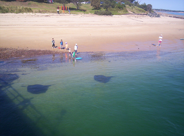 stingrays in San Remo & excited kids