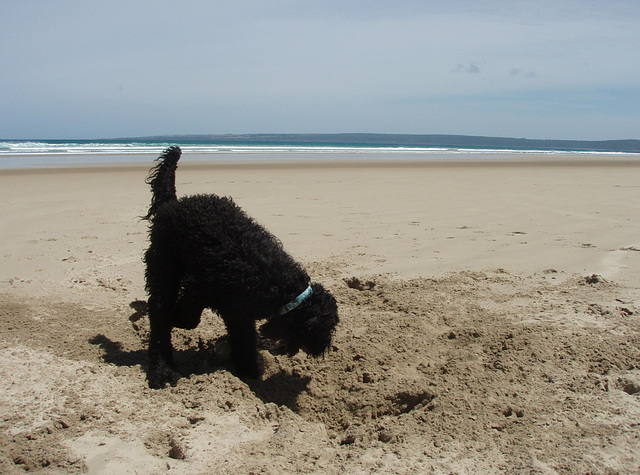 Fonzie digging in the sand