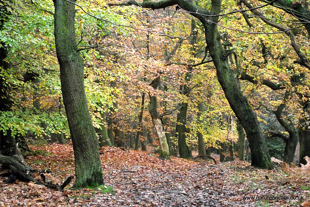 Trees in Autumn