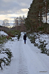 Blue Jeans leading the way