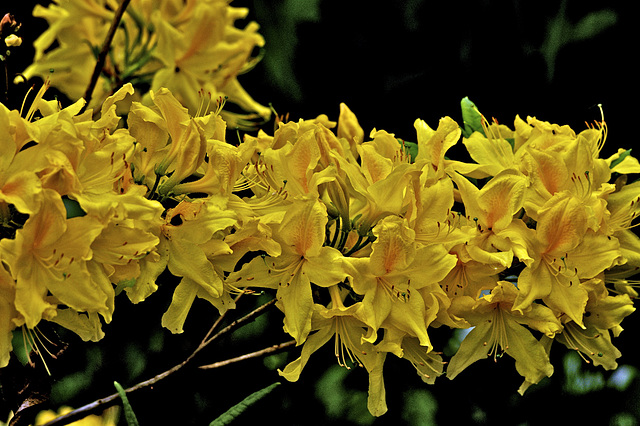 Gelb - Yellow - Jaune