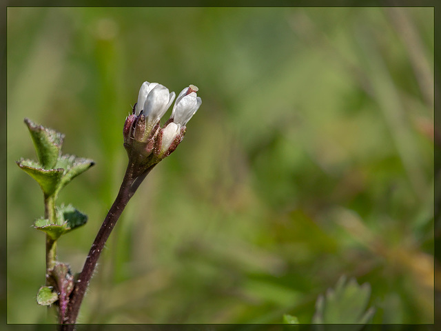 Hairy Bittercress: The Ninth Flower of Spring!