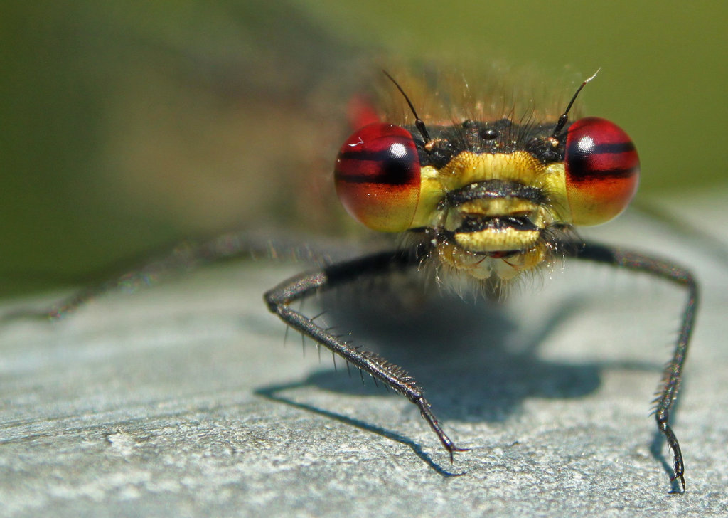 Large Red Damselfly