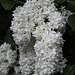 White lilac in bloom