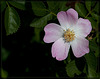 Wood Rose, Fading But Still Lovely