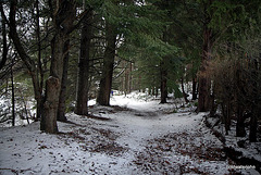 Woodland path