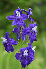 Upland Larkspur