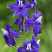 Upland Larkspur