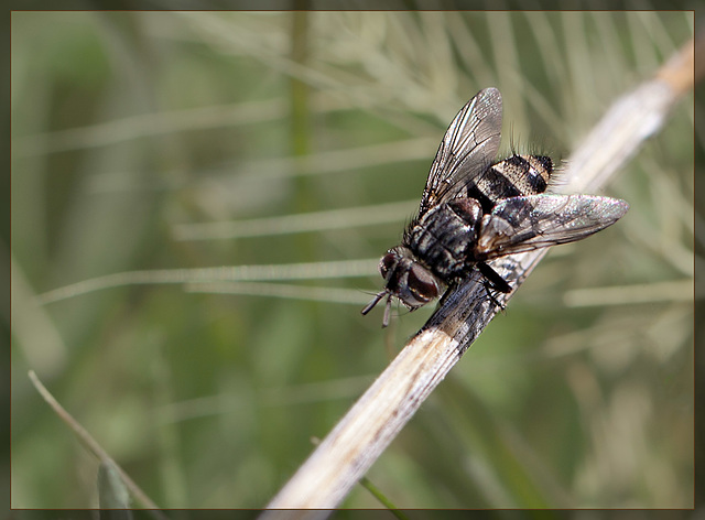 Say Hi to My Little Friend, the Flower Fly!