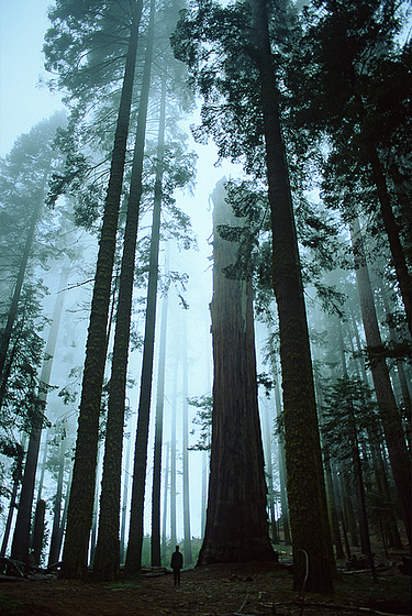 Tree Cathedral