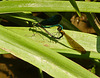 Beautiful Demoiselle Mating Pair