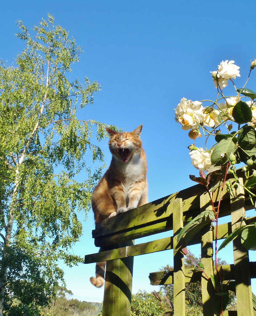 Zetor on the trellis