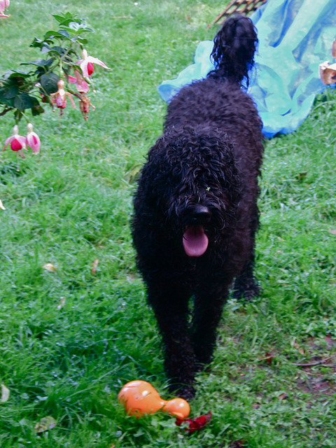 Fonzie and his beloved squeaky ball