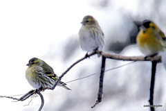 Siskins 5225860635 o