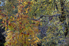 Autumn in Glen Affric - HDR 4016698006 o