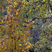 Autumn in Glen Affric - HDR 4016698006 o