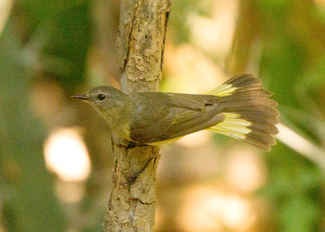 American Redstart