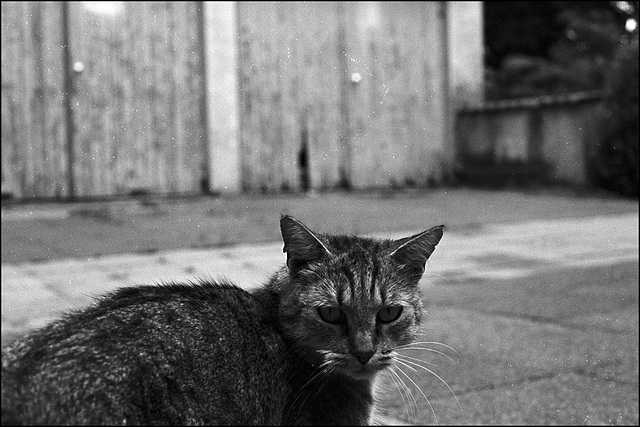 Katze in Caffenol