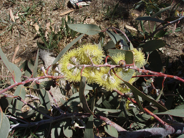 flowering gum with big yellow pompoms