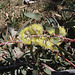 flowering gum with big yellow pompoms