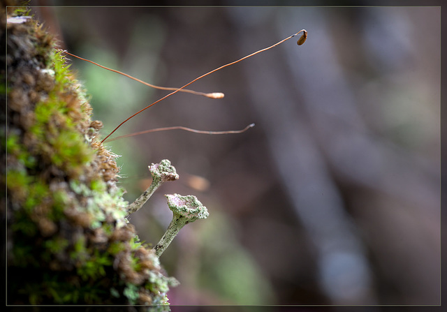 Pixie Lichen and Moss Sporophytes