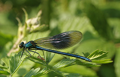 Banded Demoiselle