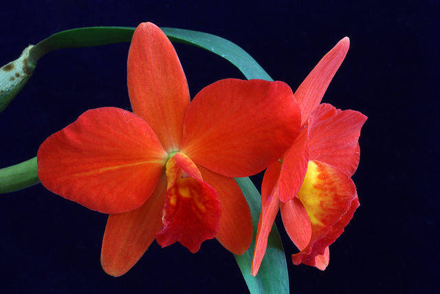 Sophrolaeliocattleya Minibeau