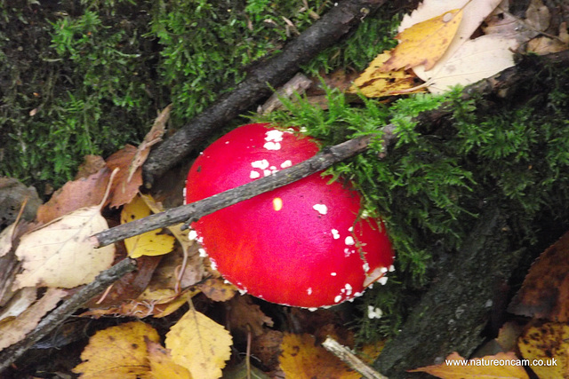 Fly Agaric