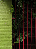 Green Brick Red Fence