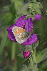 Orange Ringlet and Sticky Geranium