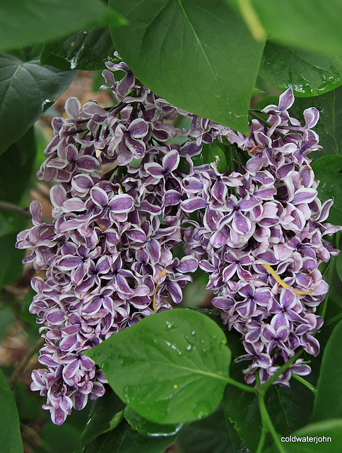 Lilac in bloom