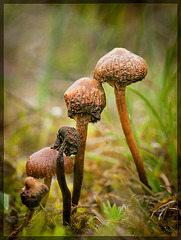 Mushroom Senior Citizens