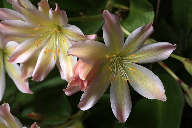 Lewisia tweedyi