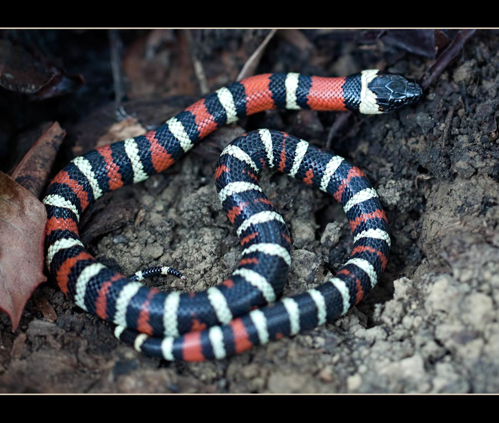 California Mountain Kingsnake