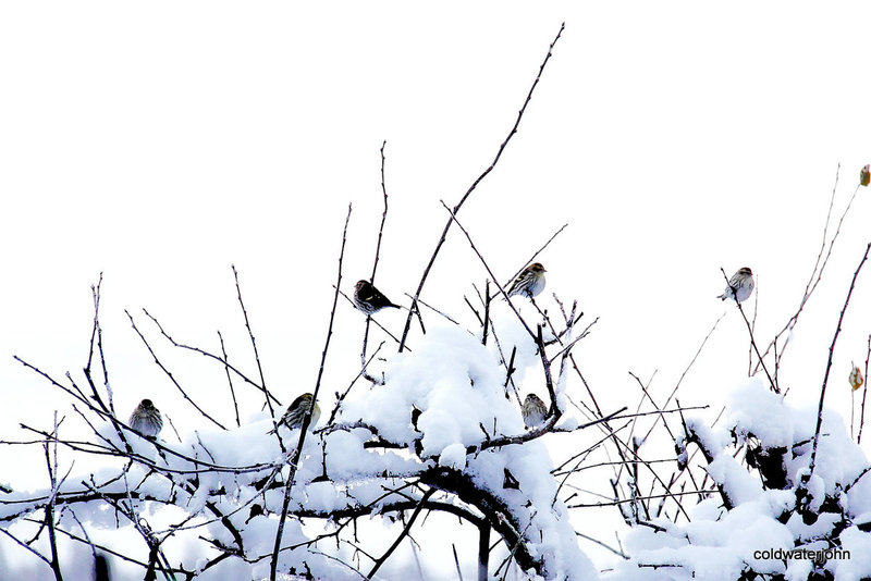 A "Trembling" of Siskins -The finch of the pine woods