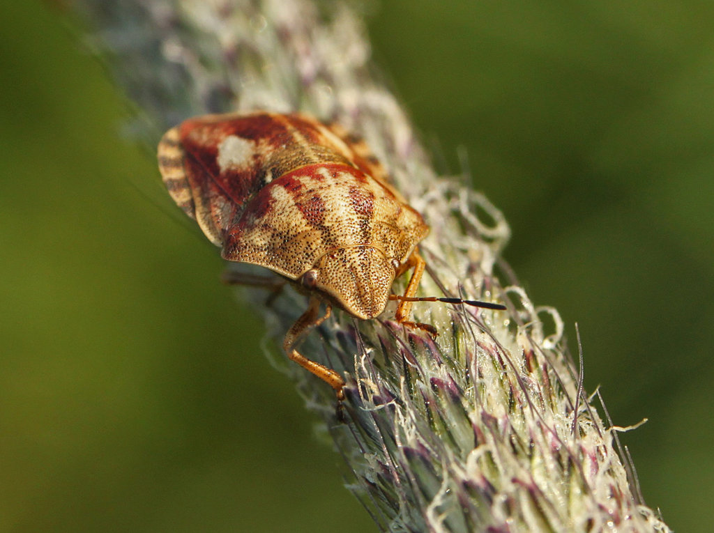 Tortoise Shieldbug
